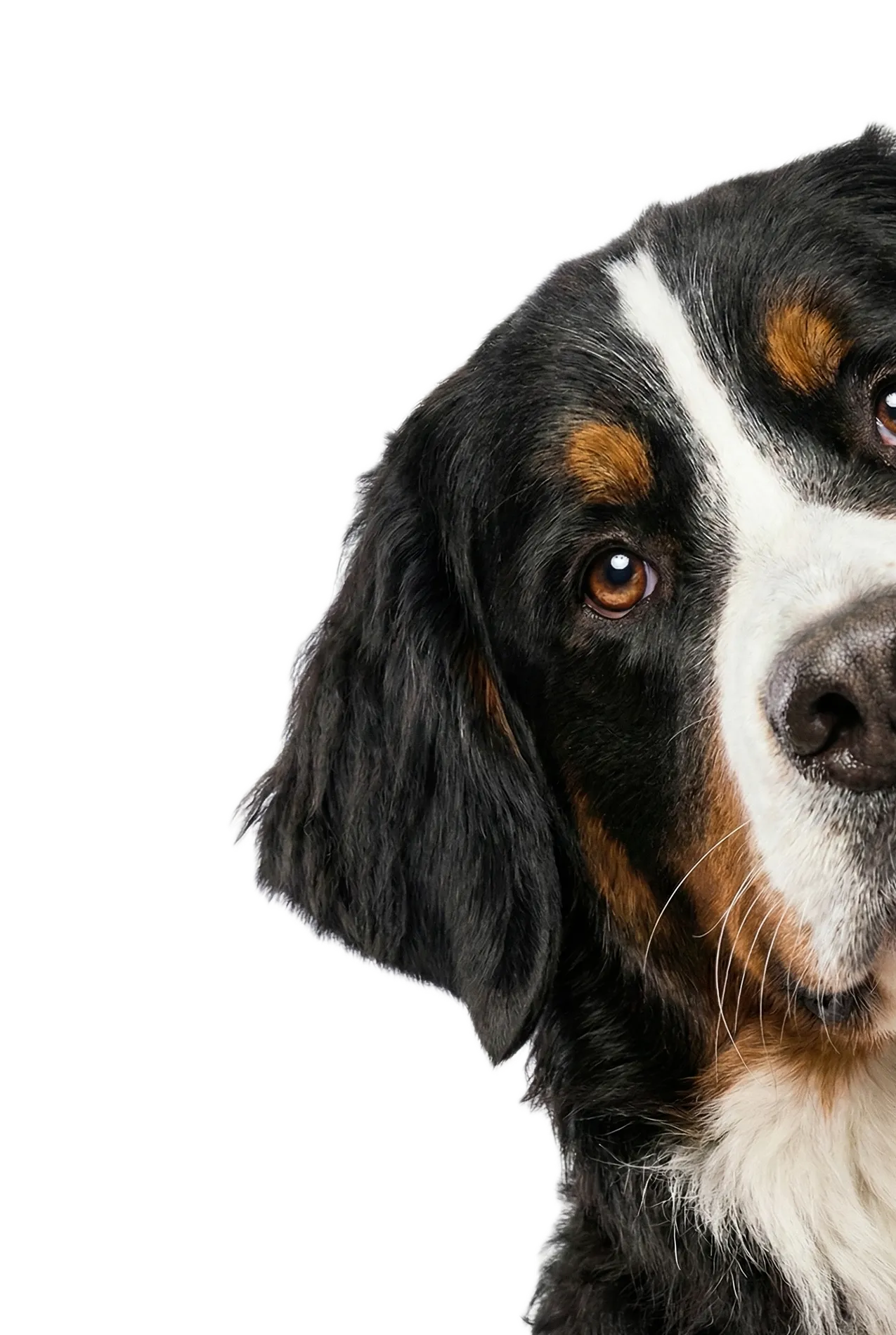 Close-up van een vriendelijke Berner Sennen hond die recht in de camera kijkt tegen een witte achtergrond.